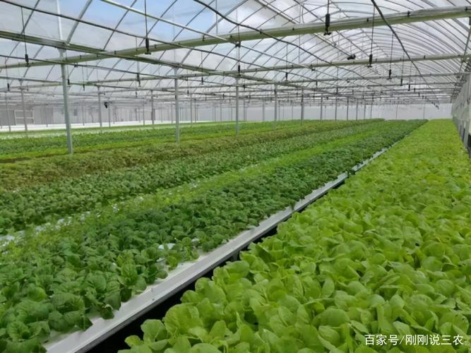80后胶南小伙回村种植有机蔬菜年入百万