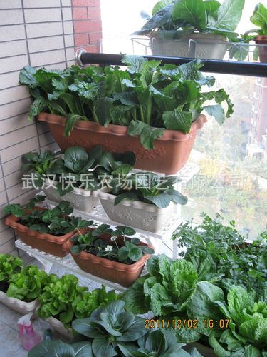  供应产品 &raquo; 盆栽萝卜 家庭农场有机萝卜阳台蔬菜种植 快乐