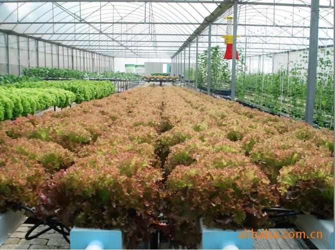 初加工材料 农产品 新鲜蔬菜 叶菜类 供应博赛尔无土栽培水培蔬菜种植