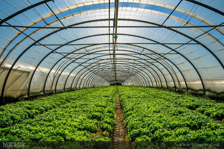  高清图片 高清植物图片关键词:蔬菜种植大棚蔬菜青菜土壤农作物