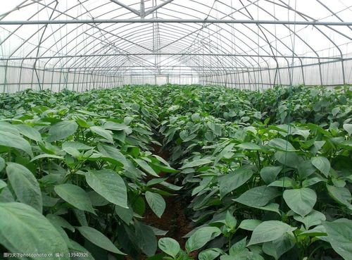 关键词:无公害蔬菜 绿色植物 种植 菜园 菜地 蔬菜 田园风光 自然景观