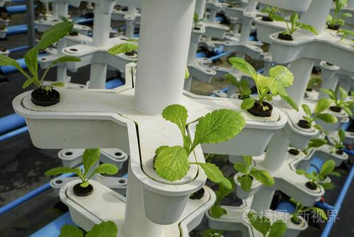 在容器中种植蔬菜