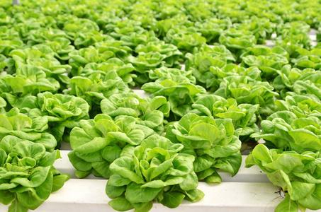 商业温室基质栽培的蔬菜有机水培蔬菜种植与led光室内农场,农业技术